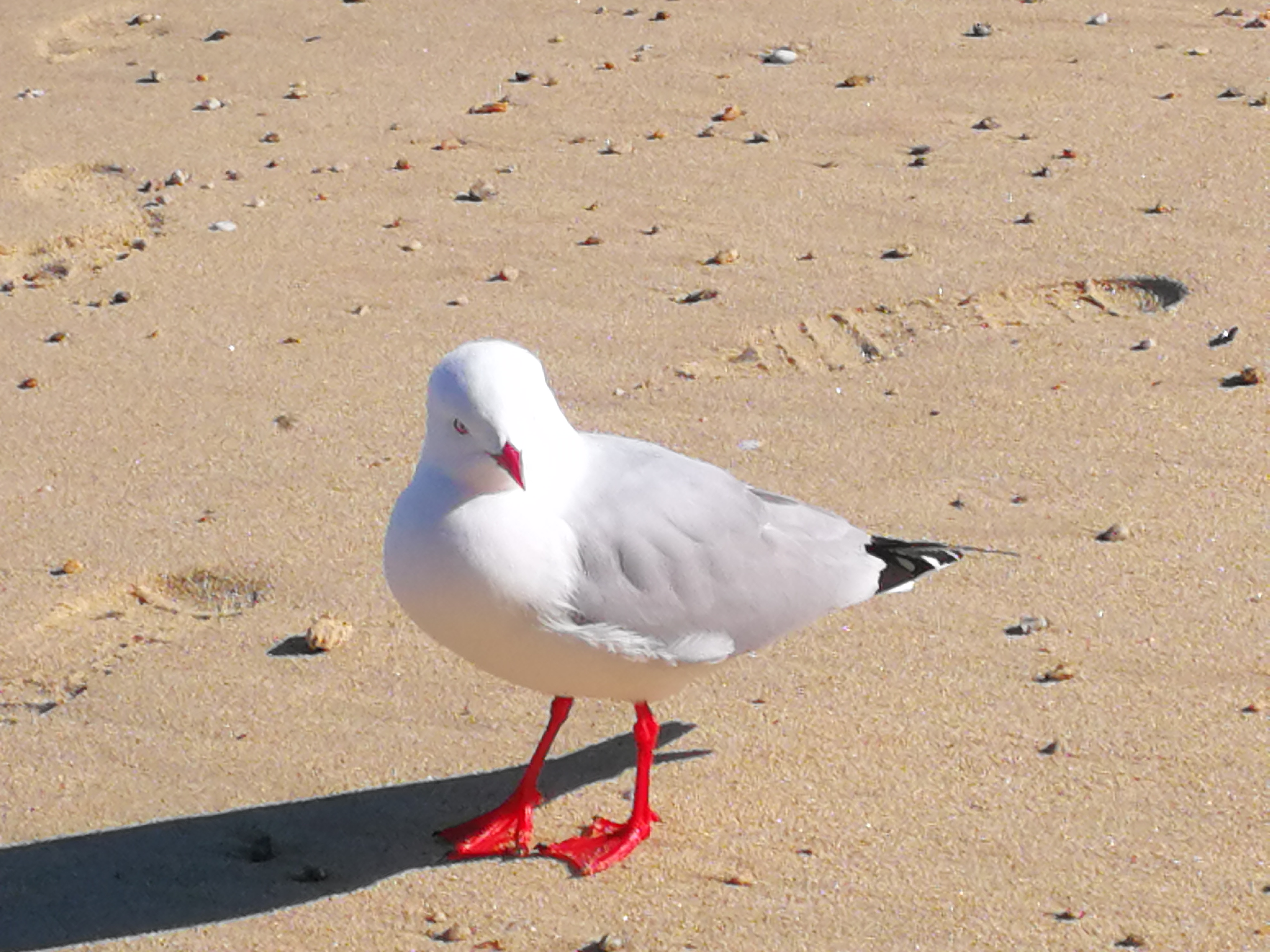 A seagull on the beach